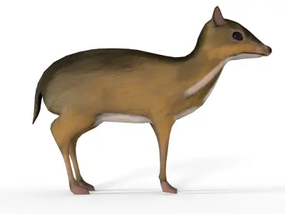  sang kancil Low-poly 3D model
