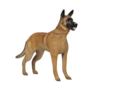 Belgian Malinois Dog Low-poly 3D model