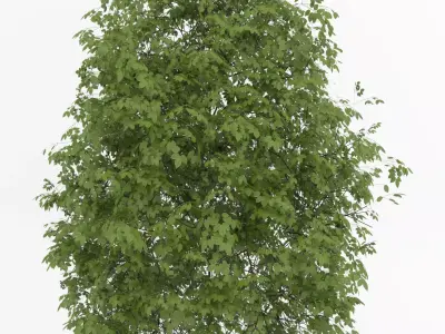 High quality tree  Low-poly 3D model