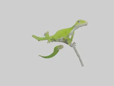 Green Anole climbing model Low-poly 3D model