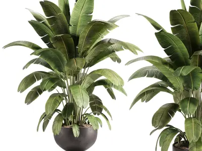 Banana Plant in Matte Black Planter 3D model