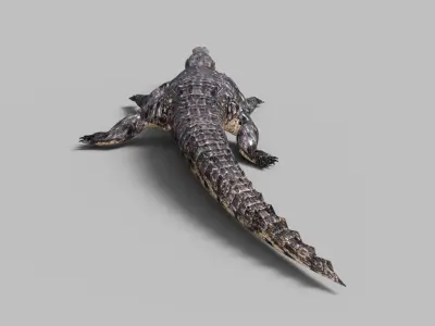 Animated Rigged  Crocodile  Low-poly 3D model