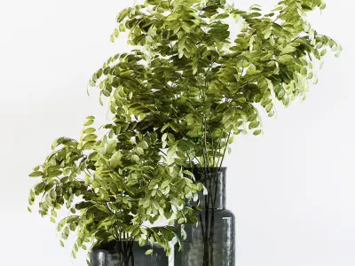 Collection Indoor Plants 029 3D model