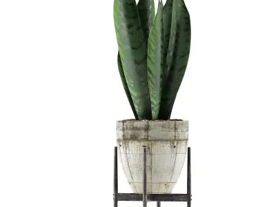 Plants Collection 104 3D model