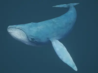 Blue Whale Low-poly 3D model