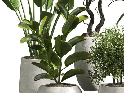 Indoor plant 10 3D model purchase