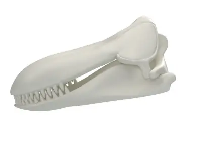 Killer Whale Orca Skull 3D model