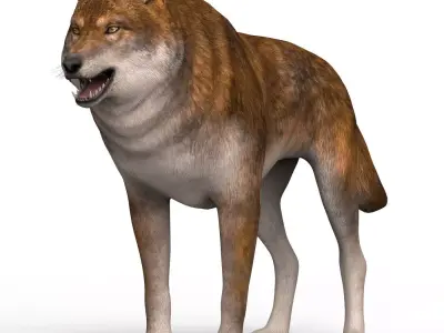 Red Wolf Low-poly 3D model