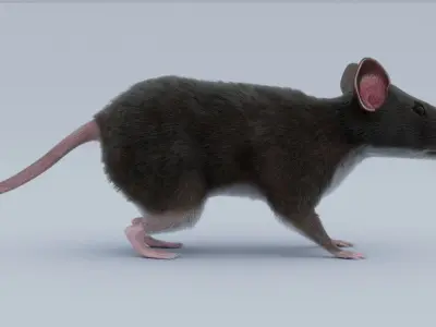 Rat Rigged 3D model 3D model
