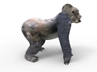 3D model gorilla Rigged and Animation Low-poly 3D model