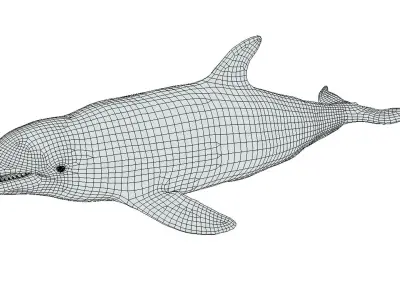 Bottlenose Dolphin Low-poly 3D model