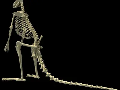 Kangaroo Skeleton 3D model