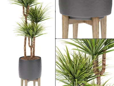 Plant in Pot Flowerpot Exotic Plant 3D model 13