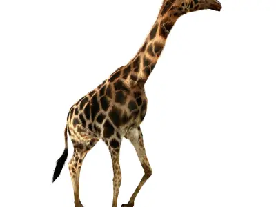 Realtime Running Savannah Giraffe Low-poly 3D model