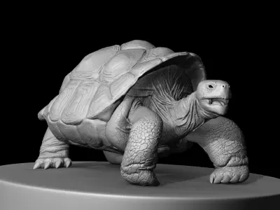 Large land turtle 3D model