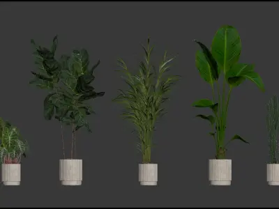 Plants collection 201 - strelitzia cactus palm ficus alocasia 3D model