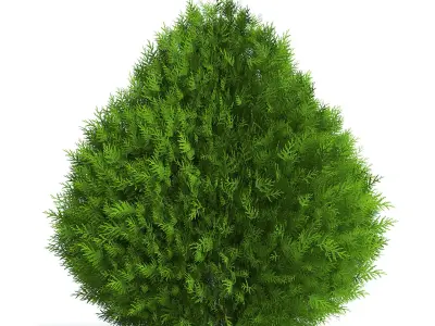 Thuja Shrub IV 3D model