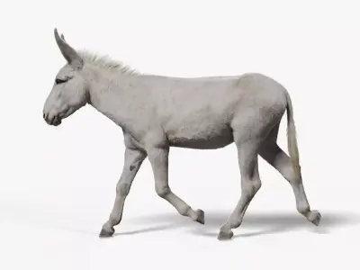 Israel white donkey Animated VFX Grace 3D model