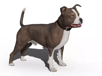 Pitbull Low-poly 3D model