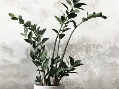 Plant Set in pot 3D model