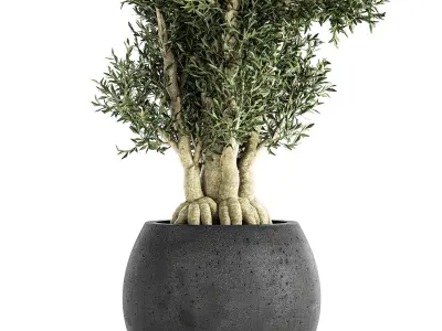 Decorative tree in a black flowerpots 806 3D model