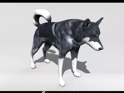 Husky animated sequences Low-poly 3D model