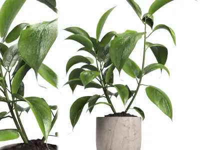 indoor plant 052 3D model
