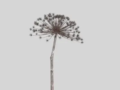 Dry Dill flower 3D model