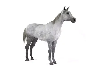 White Horse With Grey Spotting 3D model
