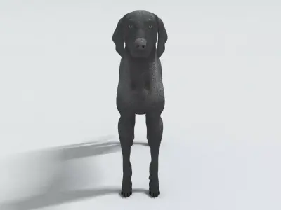 laos Weimaraner dog 3D model