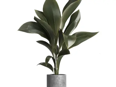 indoor plant 029 3D model