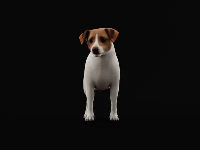 Jack Russell Terrier Dog Low-poly 3D model