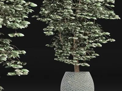 Plants Collection 152 Ligustrum 3D model