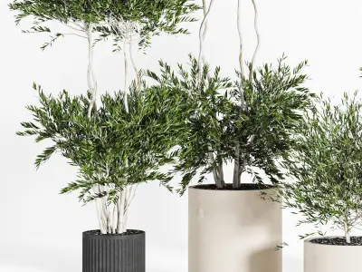 Collaction Indoor plant vol 44 3D model