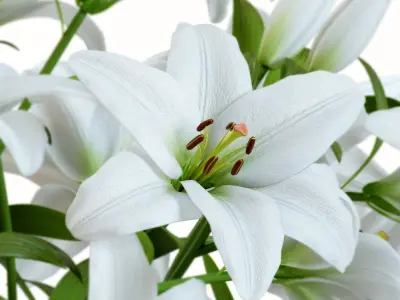 Flower Set 01 - White Lilies 3D model