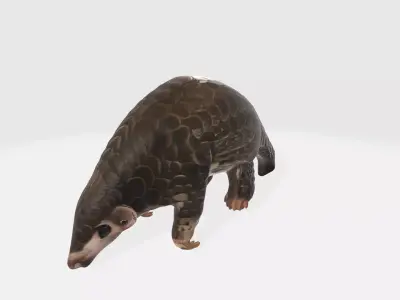 Realistic Cute Pangolin Model High Poly 3D model