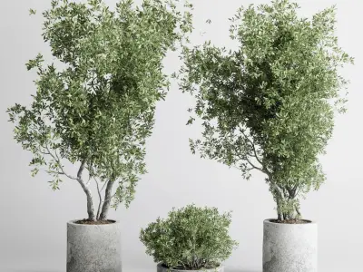 outdoor plant 169 pot old olive tree concrete old vase Low-poly 3D model