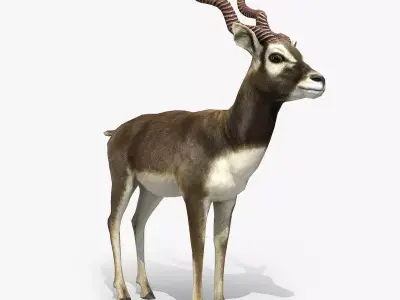Blackbuck Antelope Low Poly Low-poly 3D model