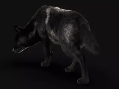 Black Timber Wolf Xgen Rigged 3D model
