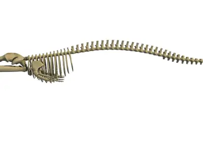 Finback Herring Whale Skeleton 3D model
