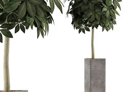 Plants Collection 46 3D model