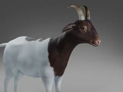 Goat 03 Rigged and Animation Low-poly 3D model