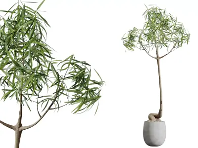 AV HousePlants Japandi Minimalism Ficus Dracaena Marginata19 3D model