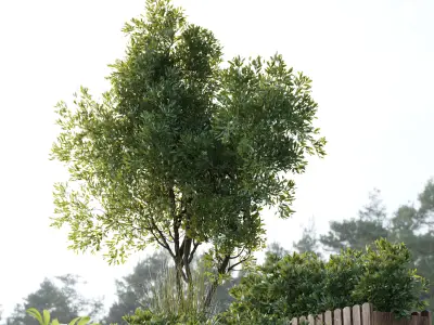 Garden plants set in a box outdoor set 150 Low-poly 3D model