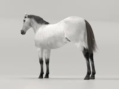 Gray Horse 3D model