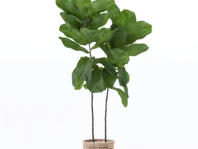 Ficus lyrata in modern flower pot 3D model buy