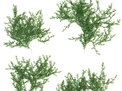 Ficus pumila - Creeping Fig - Climbing fig 3D model