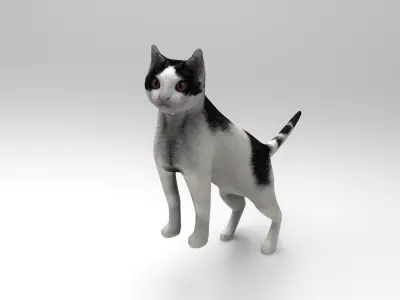 3D Cat animated Model low poly  Low-poly 3D model