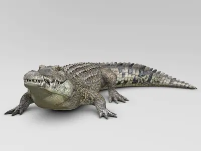 Crocodile 3D model
