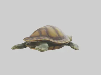Lying Turtle Model 1 Low-poly 3D model